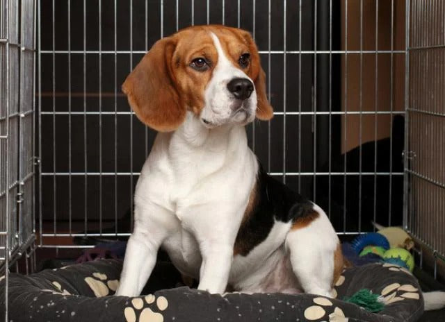 How to Make Dog’s Crate Feel Like Home